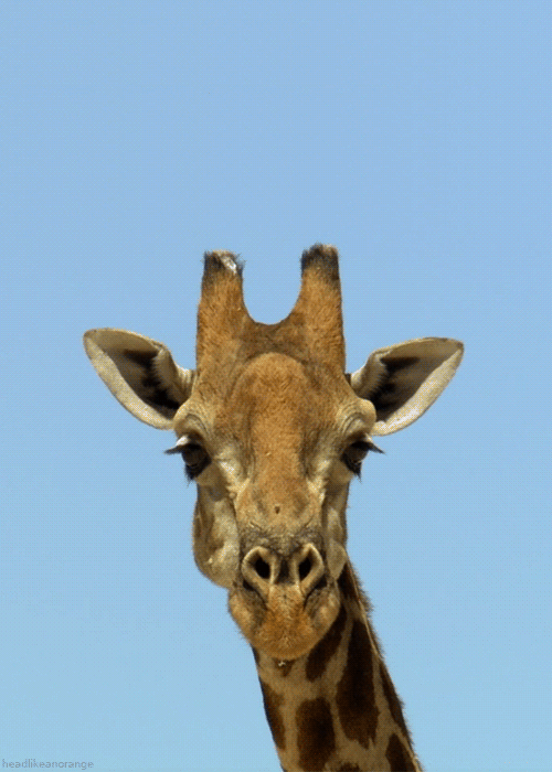 giraffe clipart gif - photo #12