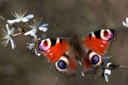 cool-critters:  European peacock butterfly (Inachis io) The European peacock butterfly is a colourful butterfly, found in Europe and temperate Asia as far east as Japan. The Peacock butterfly is resident in much of its range, often wintering in buildings