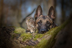 boredpanda:The Unlikely Friendship Of A Dog And An Owl