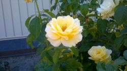 A beautiful yellow rose at the Louisville Zoo yesterday (X)