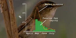 explore-blog:  The correlation between peak song activity and peak egg-laying, from a fascinating BBC documentary on why birds sing.