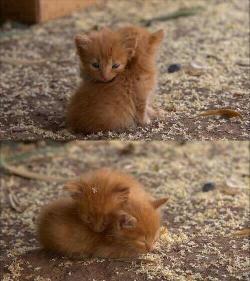cute-overload:  Soft kitty, warm kitty little ball of furhttp://cute-overload.tumblr.com source: http://imgur.com/r/aww/wXCkPTP