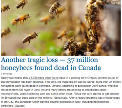 nervous-princess:  thegreenwolf:  sachimo:  abeardfullofbees:  alilnugget:  wanashou:  beatonna:  If you aren’t totally quaking in your boots at the news of millions of bees dead, yet again, you’re nuts.  this should be concerning a lot more people