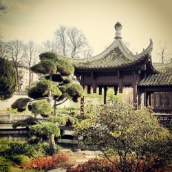 Chinese Garden in Frankfurt #latergram
