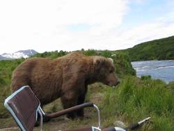 jacensolodjo:  laughingsquid:A Yawning Brown Bear Slowly Takes a Seat Next to a Group of Riverside Photographers in Alaska @artemispanthar