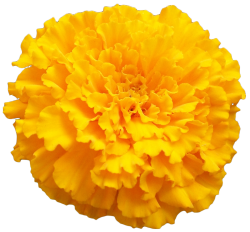 transparent-flowers:  Marigold. (x).   I absolutely love marigolds &lt;3