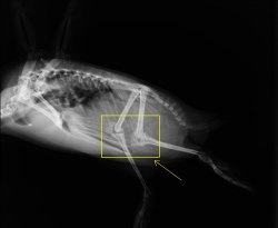 So, Penguins have knees that are inside their bodies&hellip; 