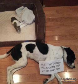 dogshaming:  Tiny king of the castle  Who knew that our guinea pig has instilled such fear into the heart of our dog?