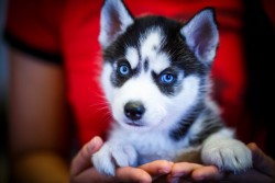 Ugh! This Adorable Puppy Is Actually A Holocaust Denier