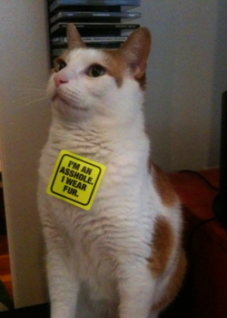 stunningpicture:  PETA was in town the other day, protesting the abuse of animals and handing out stickers. I gave one to my cat. 