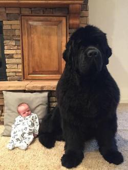 waht-do: sixpenceee:    Newfoundland dogs, known for their gentle demeanor and strong swimming  ability, have webbed toes which helps their swimming. They were  originally bred and used as working dogs in Newfoundland, an island in  Eastern Canada. 