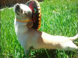 meteorshowr:   smile like a dog wearing a sombrero  