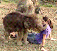 bassmonstertiff:jinyii: tastefullyoffensive:  “Where is your trunk, human?” [x]  Cutest elephants ever.  hi how are you! my name is Lelophent *tries to shake, feels around awkwardly, finds nose* oh… your trunk is kinda small… hm… well momma