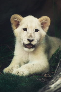 ikwt:    White Lion Cub Relaxing (Stephen Moehle) | instagram