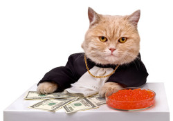 You have been visited by the money cat He only appears once every July