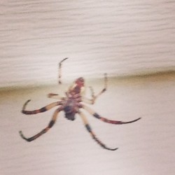 Just smoked this fool. Creepy ass bitch #dead #spider #killer #notinmyhouse