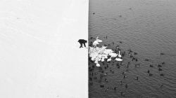 rosettes:  A man feeding swans and ducks from a snowy river bank in Krakow 