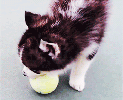 nosurrenders:  doajiggie:  yeollovemebaek: baby husky and its tennis ball  Omfg this is so cute .__.  faroutzest
