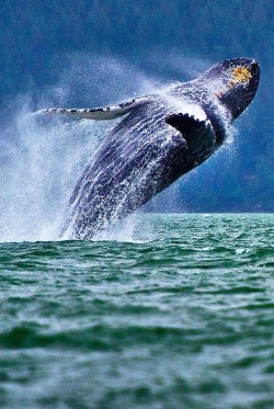 0ce4n-g0d:  Jumping Whale by Stefan Georgiev