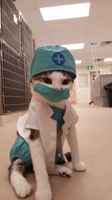 governmints:  alexiswasonfire:  animal-factbook:  In order give animals the extra layer of care, many hospitals in the San Francisco area have began training kittens in a 19 week medical assistant program. Upon completion of the program, the kitten nurses