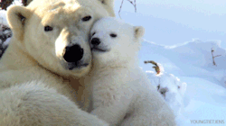 laughteroftheday:  Baby polar bear cuddling with mom  so adorable
