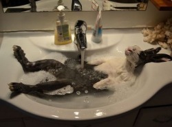Just another day at the bunny spa &hellip; he looks sooooo relaxed and happy  :)