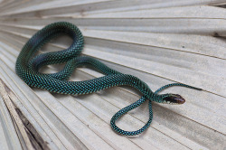 snake-lovers:  Speckled Racer (Drymobius margaritiferus) 