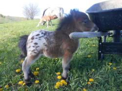 animal-factbook:  Miniature horse ponies often get very excited to work in gardens, attempting to work machinery and use tools well before they are of the right size to help. They get gold stars for trying though.
