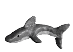 sarah-rivka:  transparent shark gif made in collab with tummybrain  shark&hellip;fun