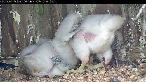 Two fluffy falcon chicks in the nest box
