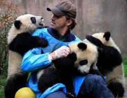 lucidentia:Lee Pace and his pandas ^_^