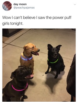 From Puppies To Porn Real Quick