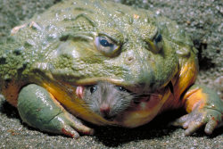 earth-song:  8 ominously vicious animal photos These images and their captions are all taken from The Telegraph’s 2010 Animal Pictures of the Year. 1- A mouse looks out from the jaws of a huge voracious African bullfrog. These carnivorous amphibians