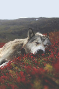 avenuesofinspiration:  Mood 😴  Check out my personal 👉 @mammothstock  #sleepy #dogs #cute #puppy #asleep #nature #animals