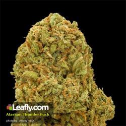 theheroicchemist:  Alaskan Thunder Fuck is an original strain straight from Matanuska Valley in Alaska. As you can see the bud is very sticky with resin and trichomes. Bud can appear slightly purple. Flavors include: earthy, sweet, and pungent. Effects: