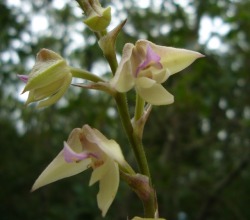 orchid-a-day:   Polystachya piersii   September 23, 2019  