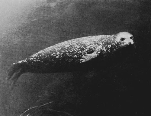 equatorjournal:  The harbor seal, here seen off the Coronado Islands, Mexico, is a very common seal in both the North Atlantic and the North Pacific oceans. A friendly creature, it often approaches scuba divers to see what they are doing. Photo by Ron