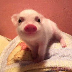 awwww-cute: Baby pigs are adorable  I found your baby pic bro @slbpdrabbles