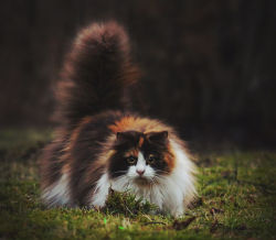 mstrkrftz:     Mille, the Norwegian Forest Cat | Jane Bjerkli    Hi baby