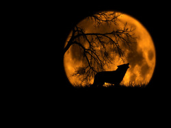 thatwanderinglonewolf:  The Wolf and Moon by Schipor Catalin