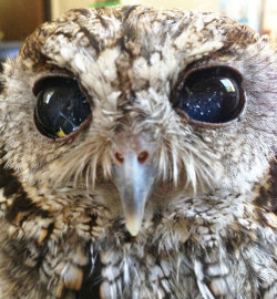 Blind owl Zeus and its constellation eyes&hellip;