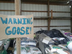 farorescourage:  WELCOME TO CANADA WHERE WE LITERALLY PUT UP WARNING SIGNS FOR NESTING CANADIAN GEESE BECAUSE LET ME TELL U ABOUT THESE FRICKERSFIRST OF ALL THEY HAVE FUCKIN TEETHON THEIR TONGUESDO YOU WANNA GO NEAR ONE? “AWW IT’S JUST A LITTLE GOOSE