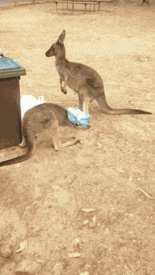gifsboom:  Video: Australian Guy Saves Kangaroo with Chip Bag Stuck on His Head[Glenn Turner]