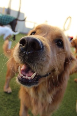 awwww-cute:  Griffin the happiest Golden 