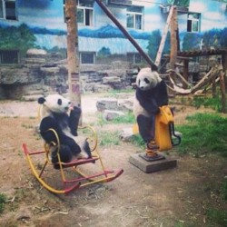 Two pandas hanging out in the park. They look like having human conversations. Awesome!    #panda #cute #instagood #likeforlike #pandabear #asians #likes #funny #pandas #pandaexpress #teampanda #instapandacool #bestoftheday #igers follow for more awesome