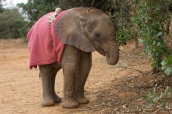 It&rsquo;s World Elephant Day! Baby elephants suck their trunks—like human babies suck their thumbs.