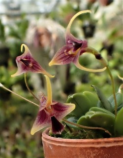 orchid-a-day:  Porroglossum schramiiJanuary 11, 2018 