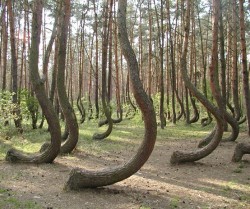  In a tiny corner of western Poland a forest of about 400 pine trees grow with a 90 degree bend at the base of their trunks - all bent northward. Surrounded by a larger forest of straight growing pine trees this collection of curved trees, or “Crooked