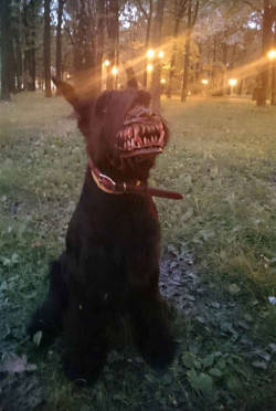 blazepress:  The Most Terrifying Dog Muzzle Ever Turns Your Dog into a Werewolf