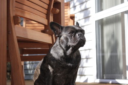 dailyfrenchie:   Cassy is a 4year old Frenchie from New Zealand. She is supervising the bbq in this photo. by Lizzie 